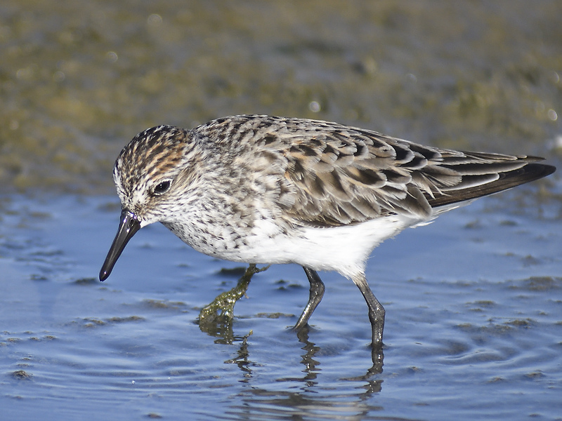 semipalmated sandpiper BRD0146.JPG