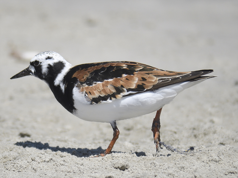 ruddy turnstone BRD0365.JPG