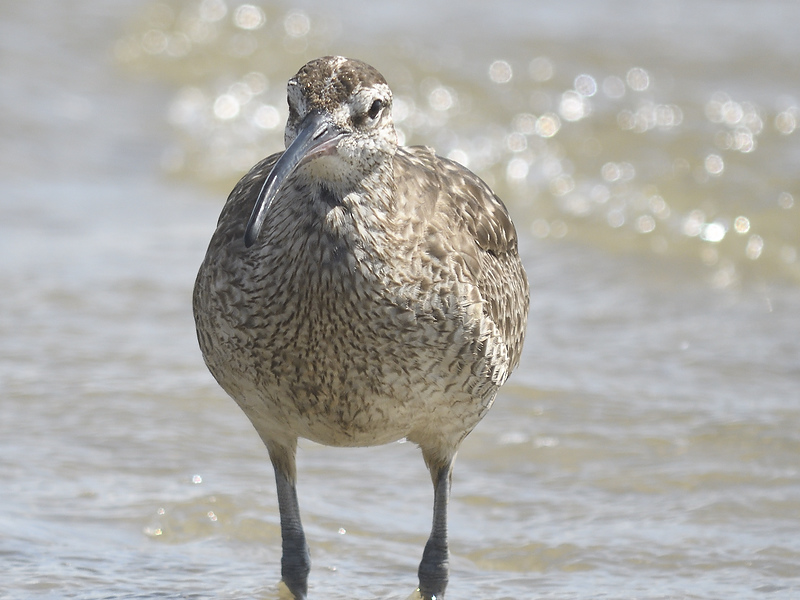 whimbrel BRD0768.JPG