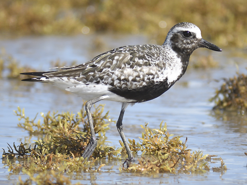 black-bellied plover BRD0995.JPG