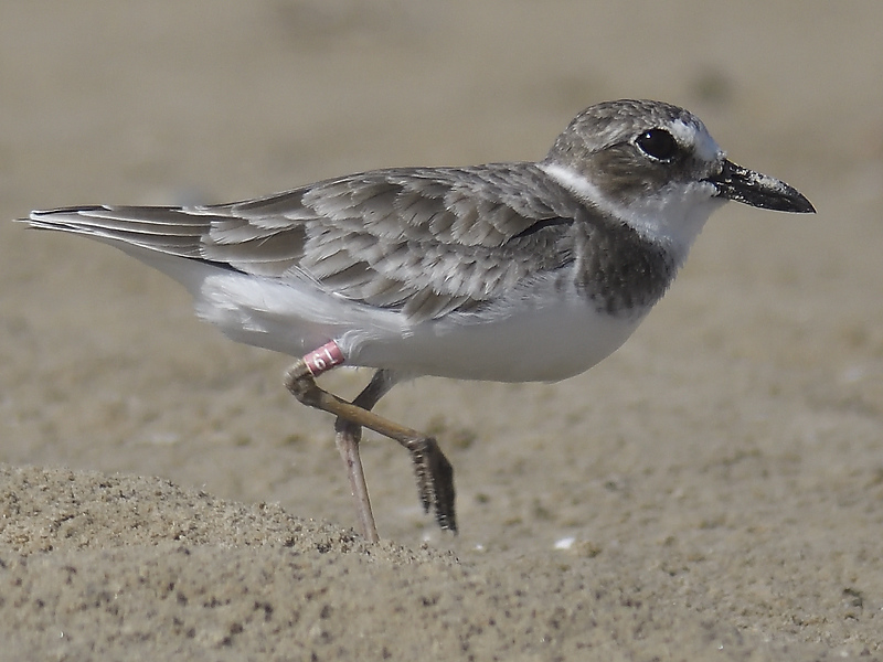 wilsons plover BRD0970.JPG