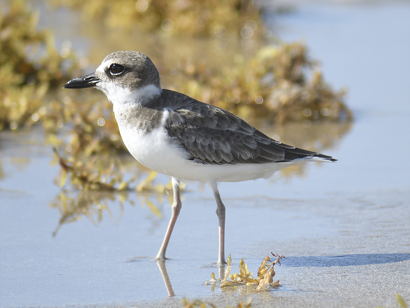 wilsons plover BRD0991.JPG