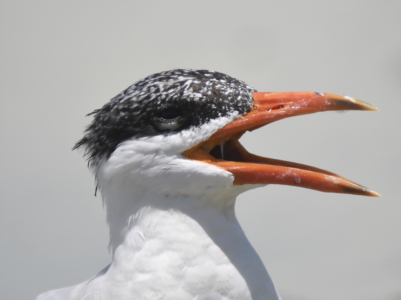 caspian tern BRD1130.JPG
