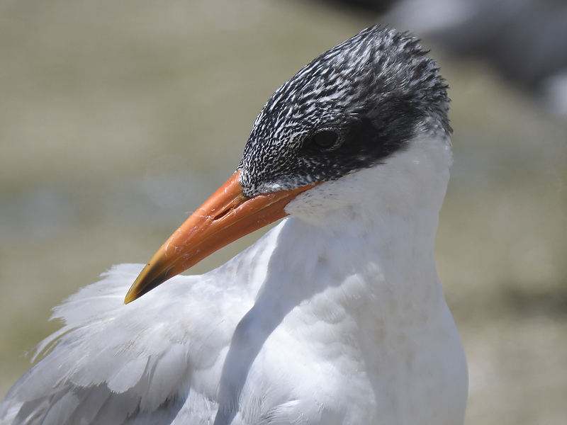 caspian tern BRD1161.JPG