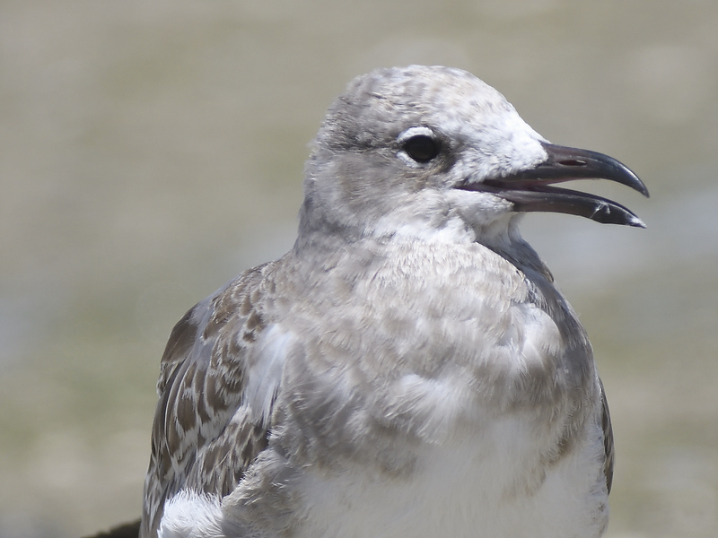 laughing gull BRD1171.JPG