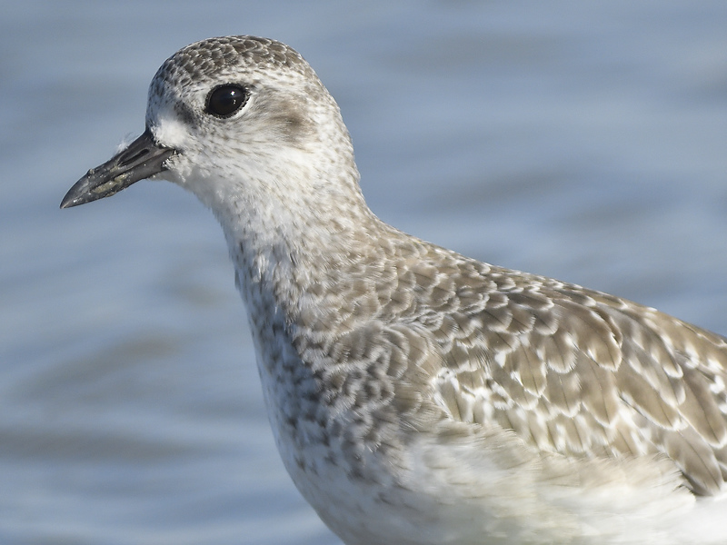 black-bellied plover BRD1196.JPG