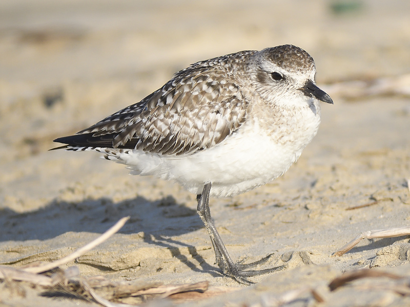 black-bellied plover BRD4205.JPG