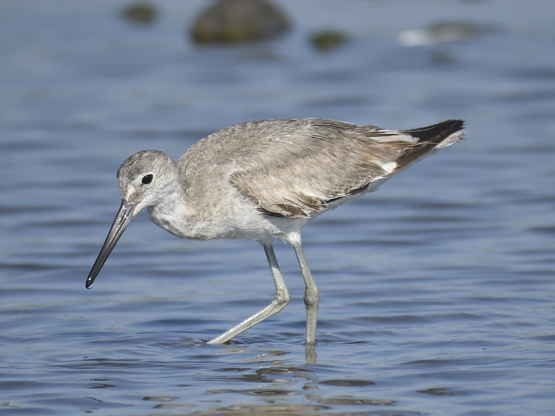 western willet BRD5165.JPG