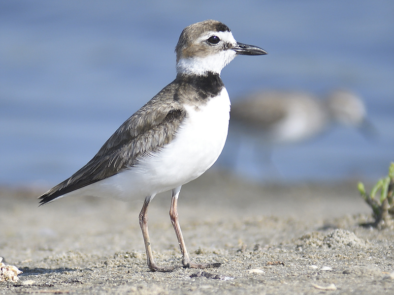 wilsons plover BRD5153.JPG