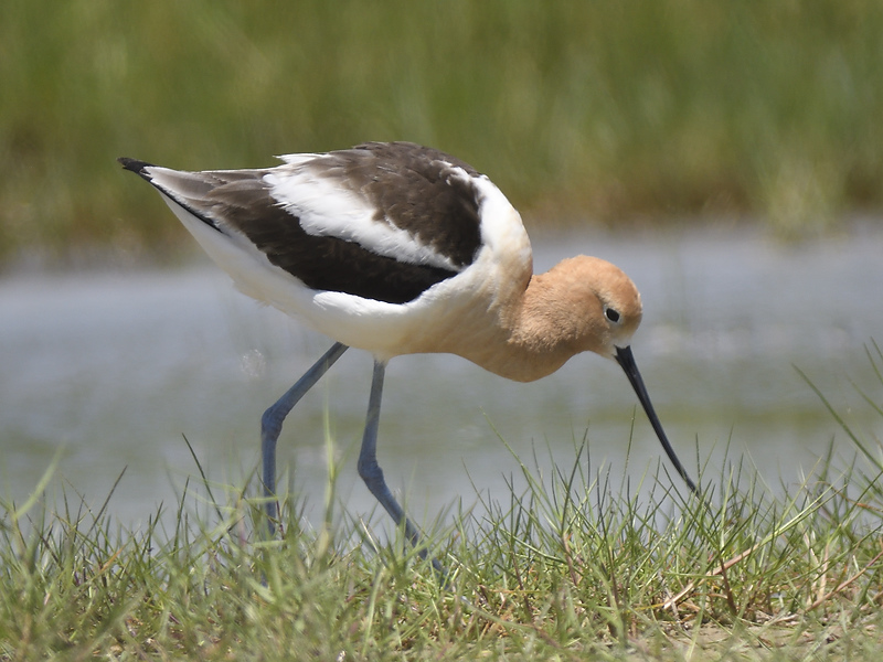american avocet BRD5307.JPG