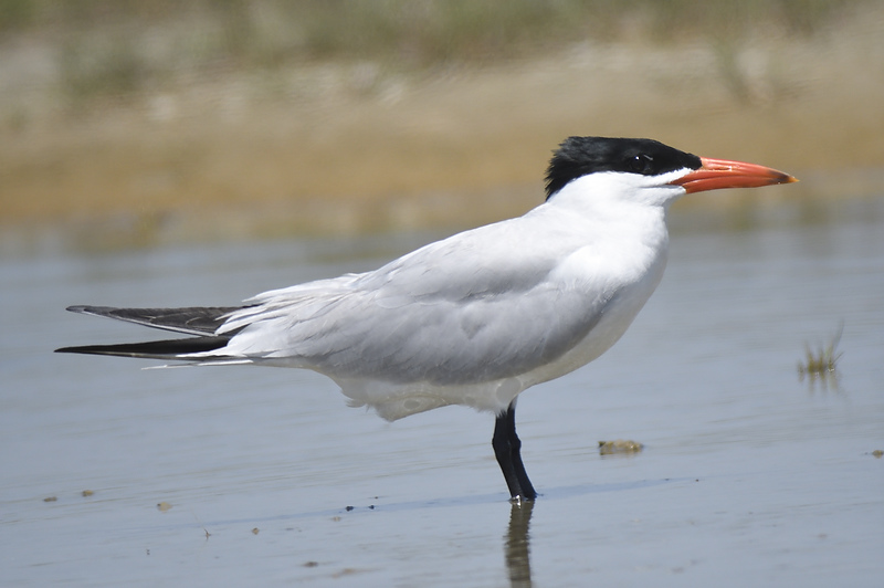 caspian tern BRD5233.JPG