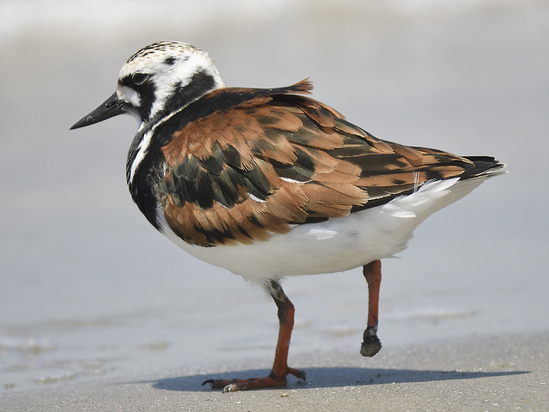 ruddy turnstone BRD5406.JPG