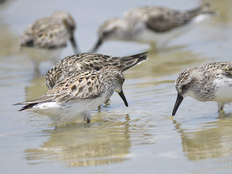 semipalmated sandpiper BRD5347.JPG
