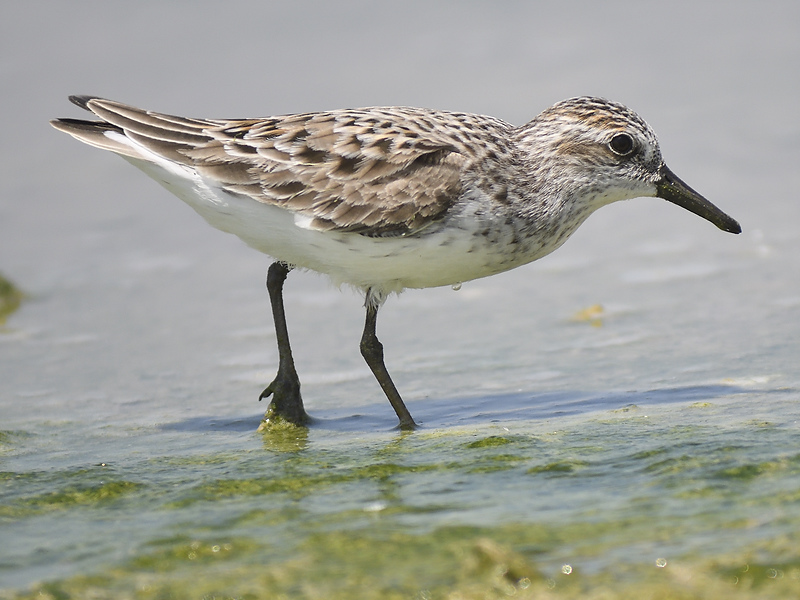 semipalmated sandpiper BRD5421.JPG