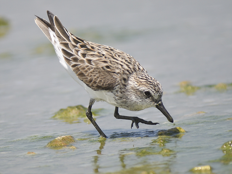 semipalmated sandpiper BRD5428.JPG
