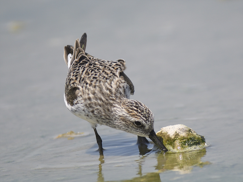 semipalmated sandpiper BRD5435.JPG