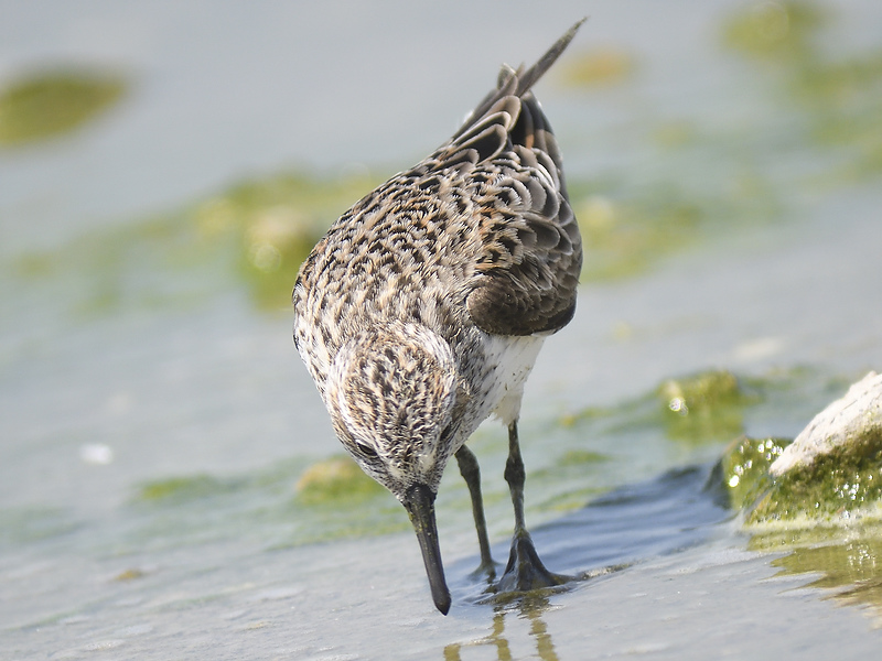white-rumped sandpiper BRD5479.JPG