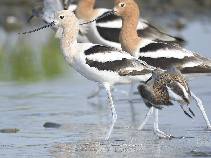 american avocet BRD5546.JPG