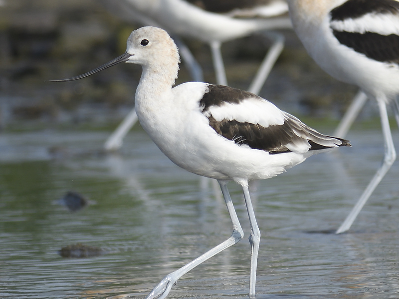 american avocet BRD5550.JPG