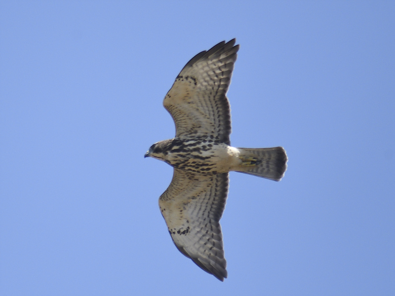 broad-winged hawk BRD6259.JPG