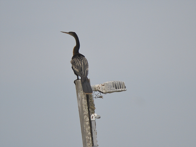 anhinga BRD6301.JPG