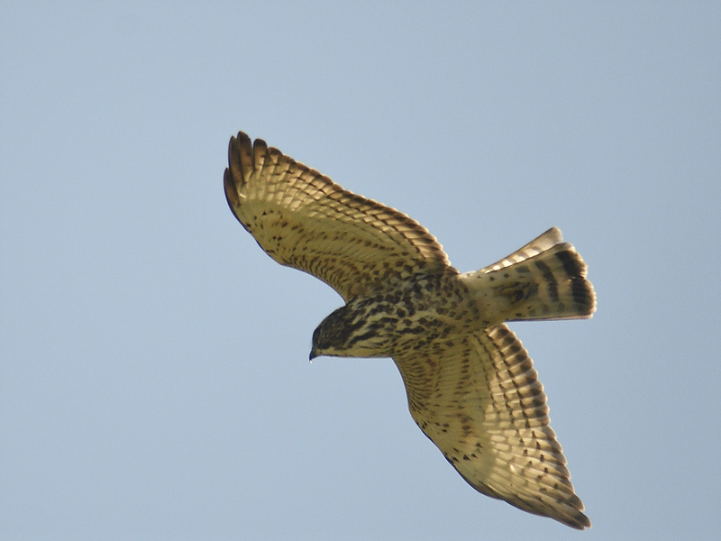 broad-winged hawk BRD6897.JPG