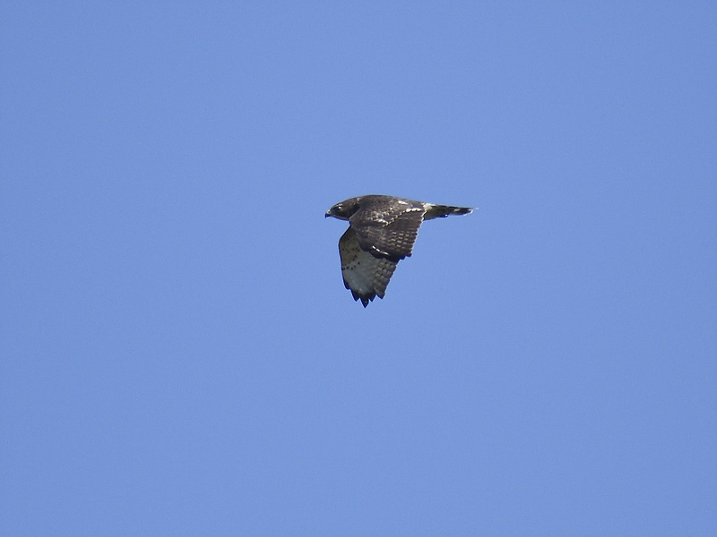 broad-winged hawk BRD6928.JPG