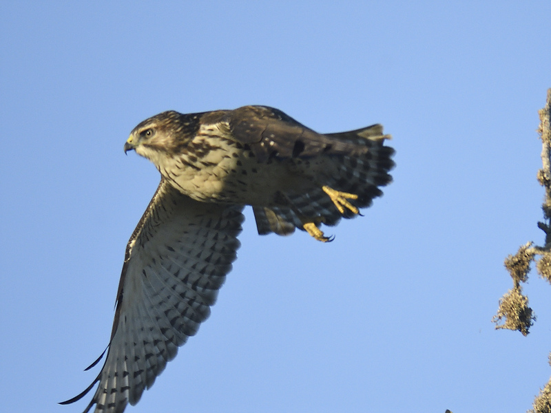 broad-winged hawk BRD7160.JPG