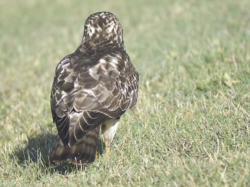 broad-winged hawk BRD7368.JPG