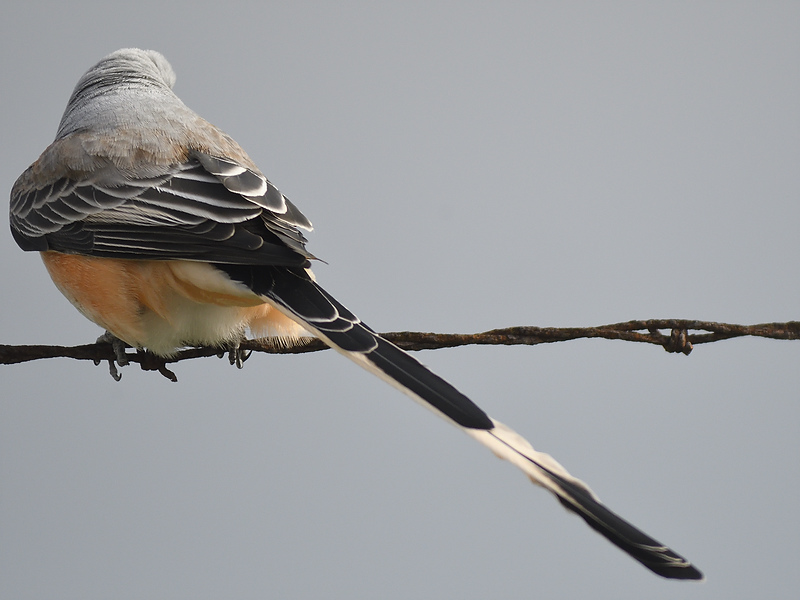 scissor-tailed flycatcher BRD7683.JPG