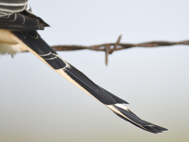 scissor-tailed flycatcher BRD7686.JPG