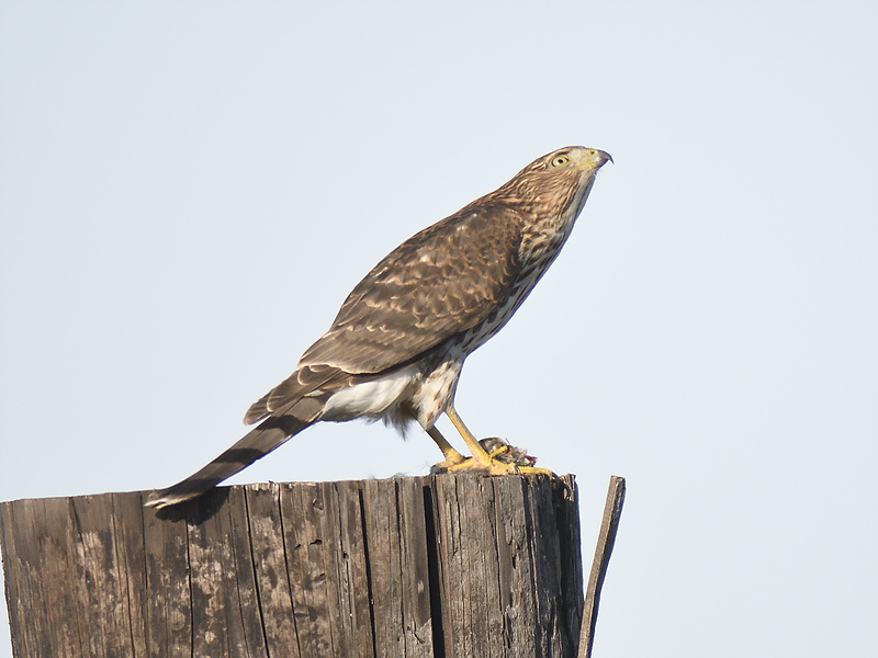 coopers hawk BRD8145.JPG