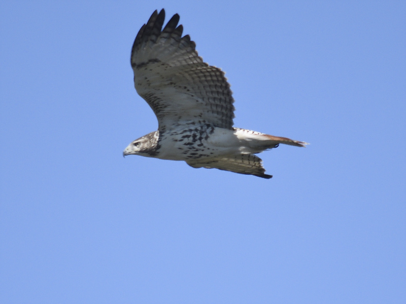 red-tailed hawk BRD8009.JPG