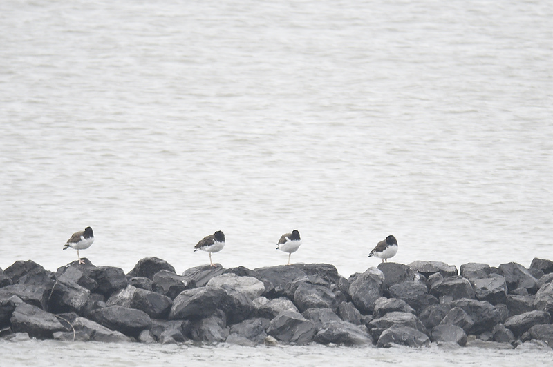 american oystercatcher BRD8286.JPG