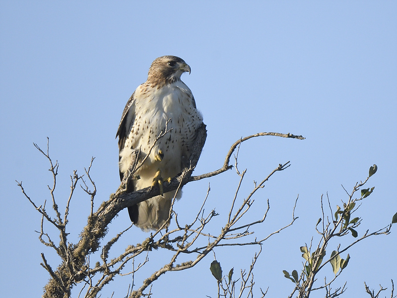 red-tailed hawk BRD8561.JPG