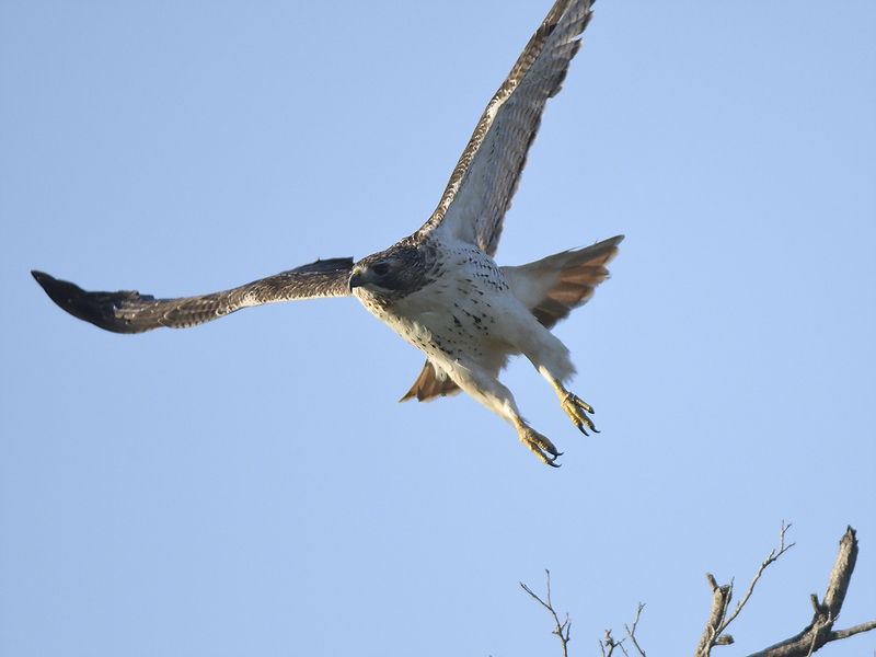 red-tailed hawk BRD8563.JPG