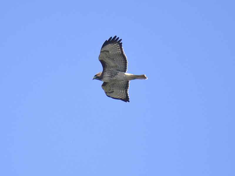 red-tailed hawk BRD8741.JPG