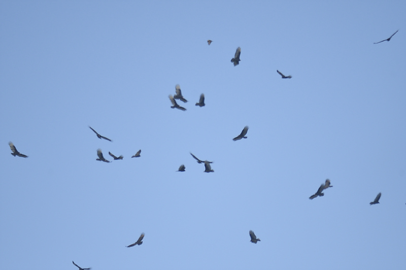 turkey vulture BRD8629.JPG