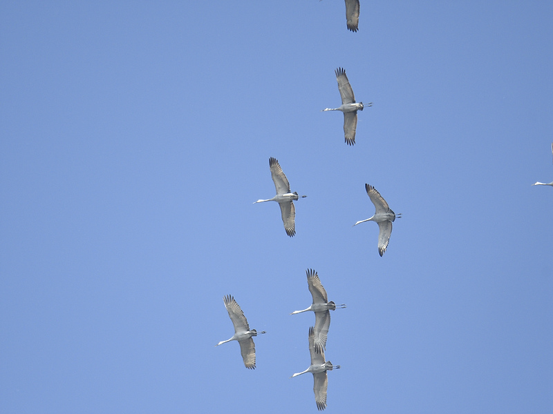 sandhill crane BRD8841.JPG