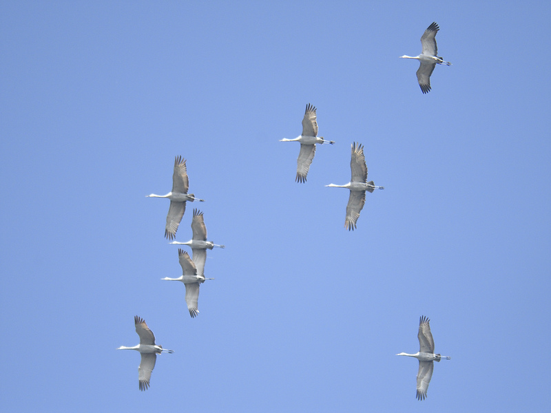 sandhill crane BRD8843.JPG