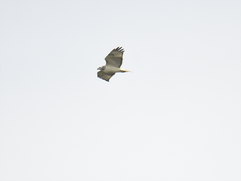 red-tailed hawk BRD9011.JPG