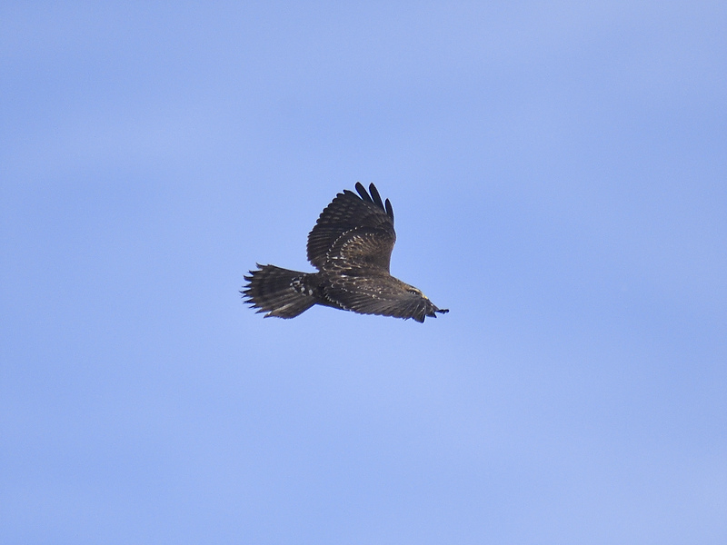 broad-winged hawk BRD9054.JPG