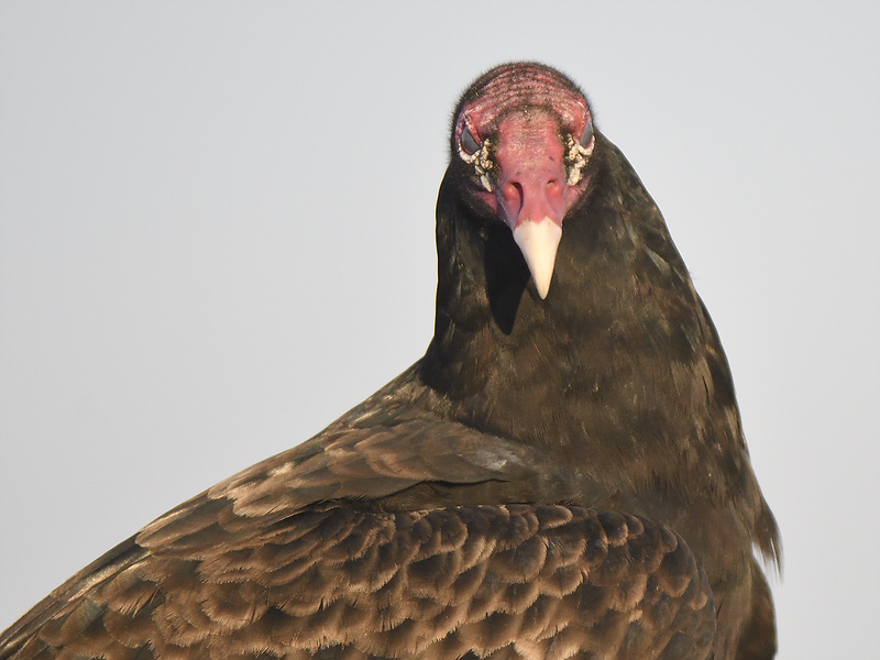 turkey vulture_BRD9175.JPG