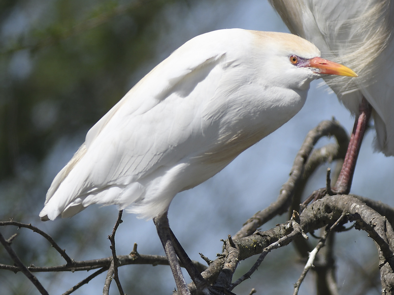 cattle egret BRD0970.JPG