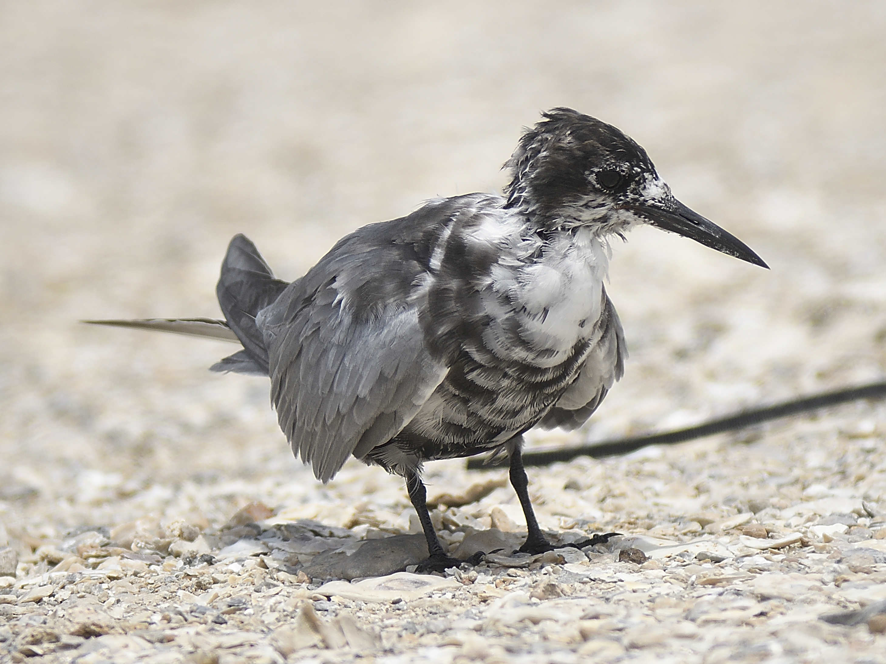 black tern BRD4757.JPG