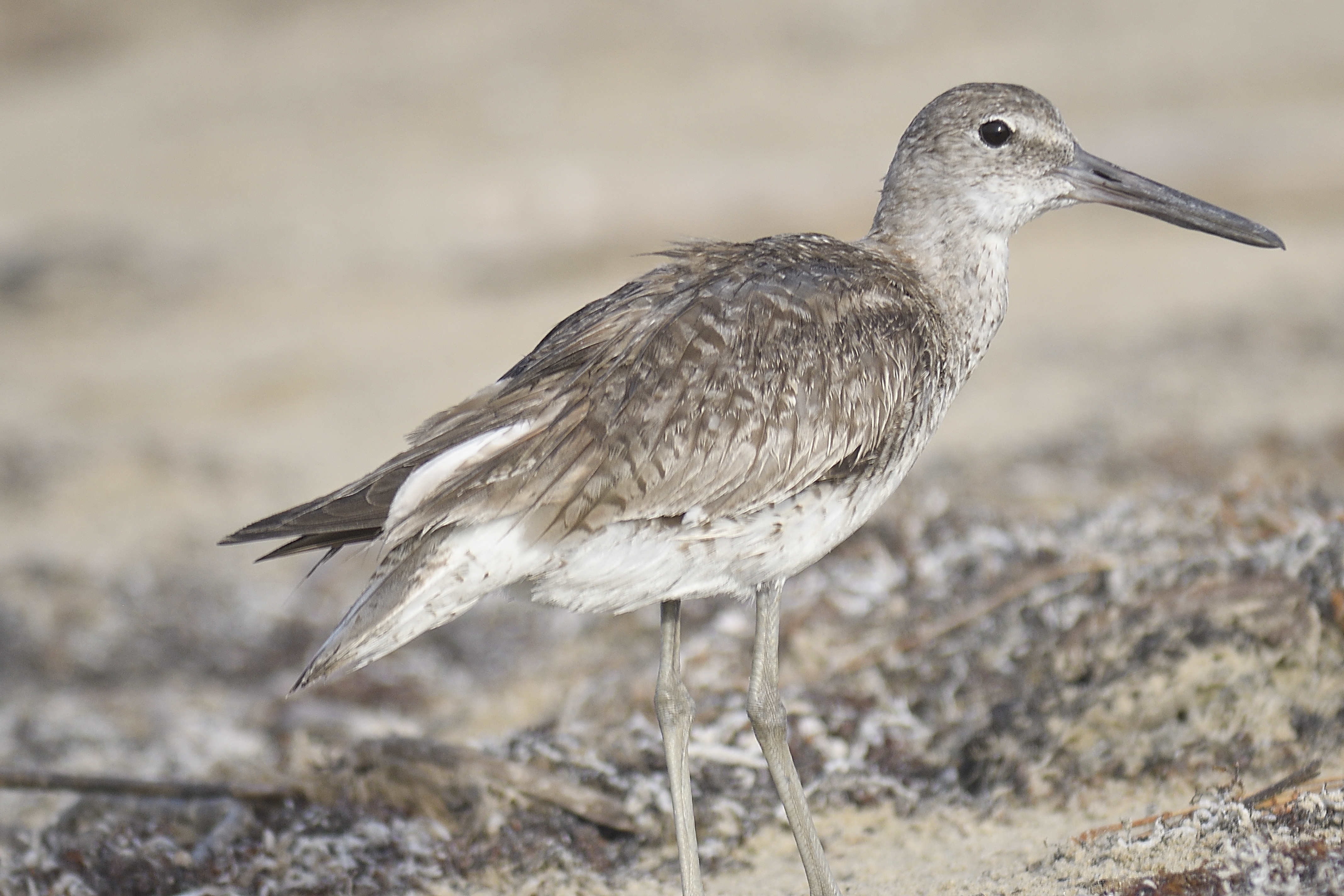 eastern willet BRD5056.JPG