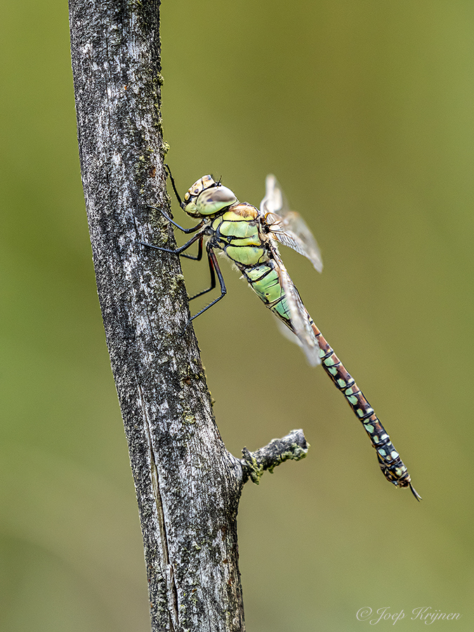 Zuidelijke glazenmaker/Aeshna affines ♀