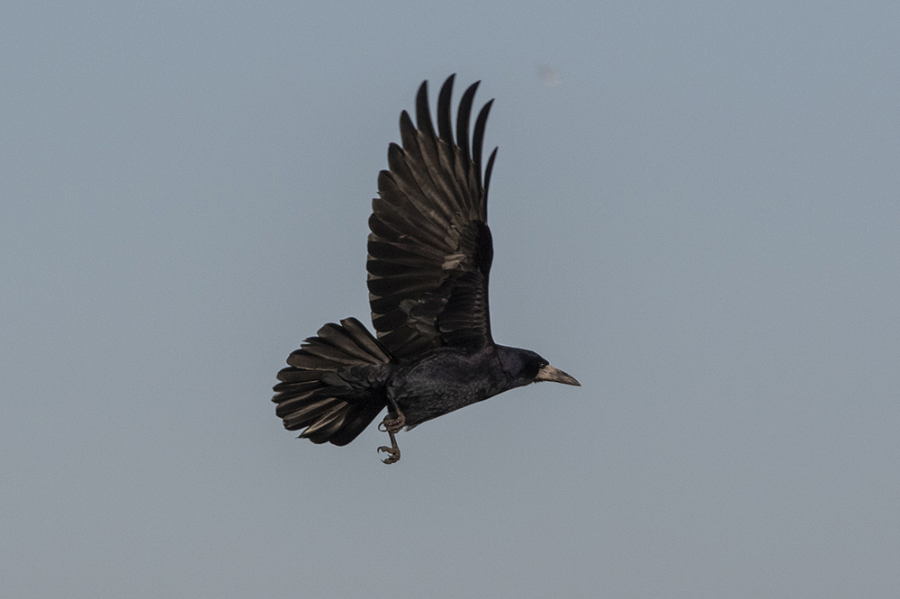 Rook - Rge - Corvus frugilegus 
