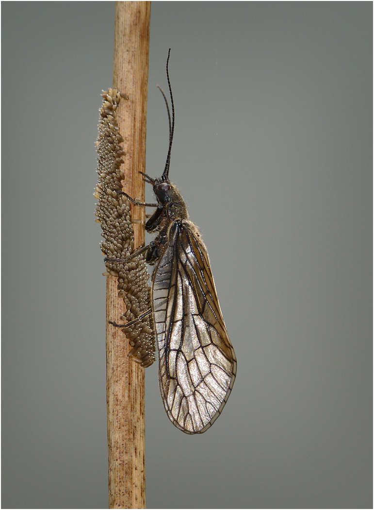 Alder Fly Laying Eggs