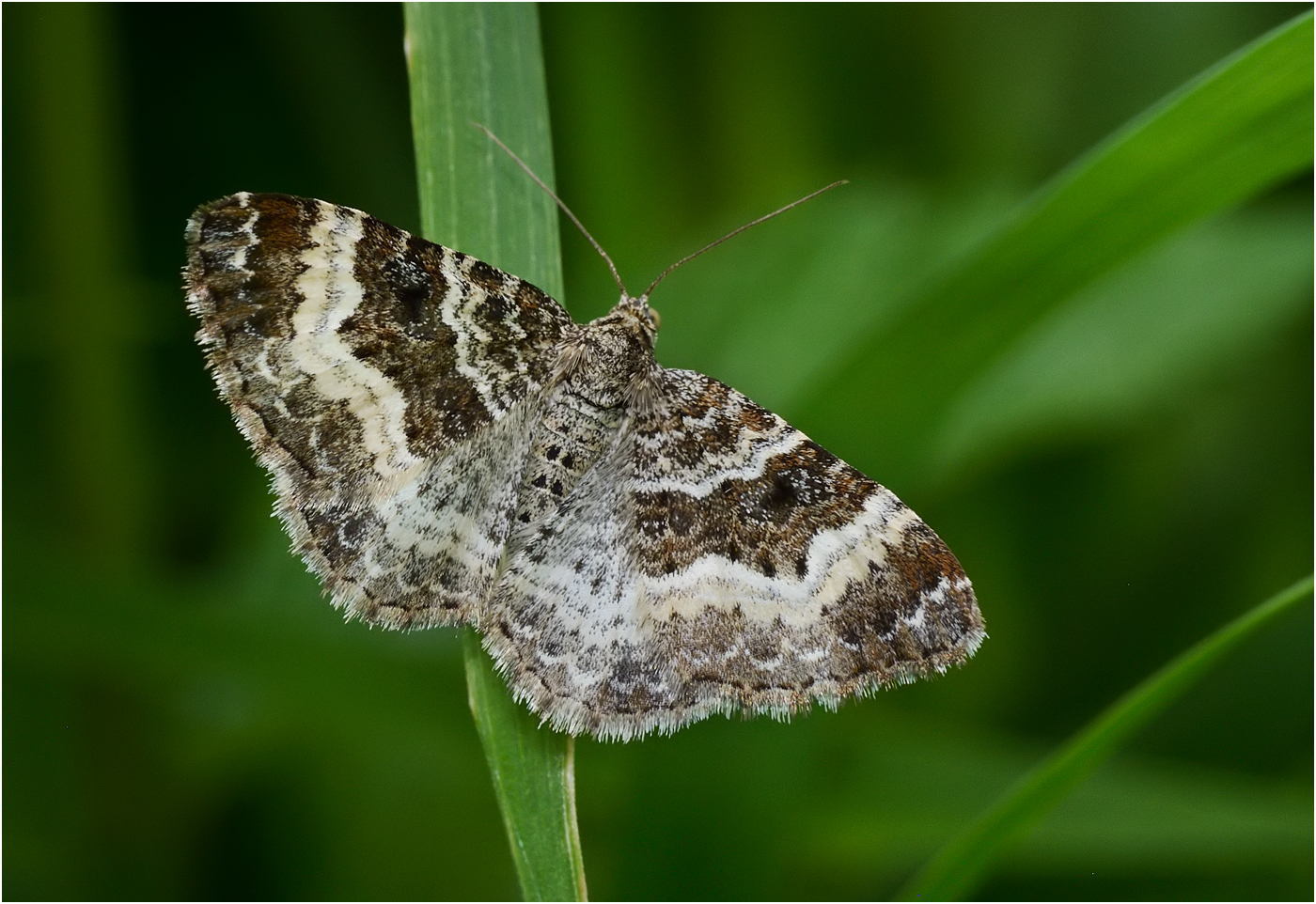 Common Carpet Moth